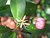 pinkish fruit and flowers of green leafy plant