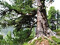 Alte Arve im Aletschwald bei Brig (Schweiz)