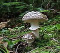 柄の途中にツバを持つ典型的な本属菌 Amanita phantherina