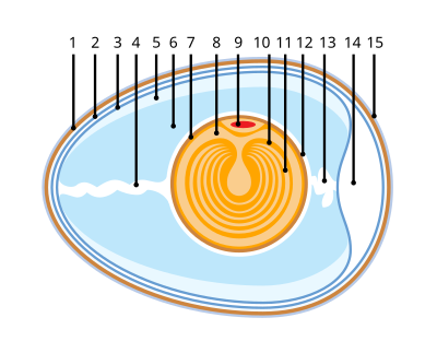 Anatomie de l'œuf