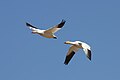Snow geese (Anser caerulescens)