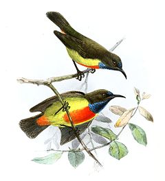 Description de l'image Anthreptes anchietae Keulemans.jpg.