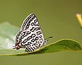 Ventral view (female)