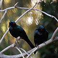 Phoenix Zoo, Arizona