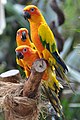 Sun parakeet