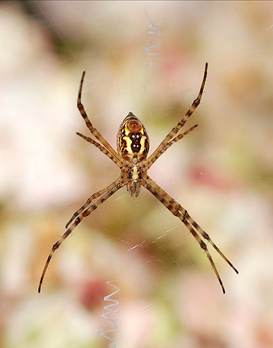 Argiope trifasciata в центре ловчей сети