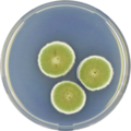 Aspergillus unguis growing on CYA plate