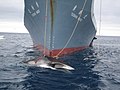 Sister ship Yūshin Maru with a Whale