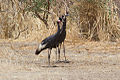 Deux grues couronnées au parc national de Waza, Cameroun.