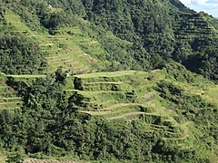 Banaue Rice Terraces paddies 05