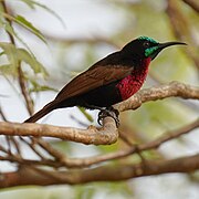 brownish sunbird with blackish head, glossy green on the crown and throat, and scarlet on the chest