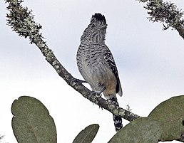 Самець світлочеревого сорокуша