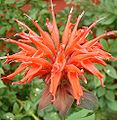 Monarda didyma