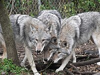 A small pack of WikiWolves, searching for vandalism in the wild