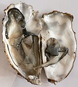 Pacific oyster, opened