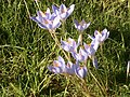 Crocus speciosus 'Artabir' group