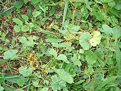 Cuscuta campestris : colonisation du milieu