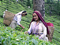 قطف الشاي الذي يقوم به ملتقطو الشاي في مقاطعة بوتابونج للشاي، دارجلينغ.