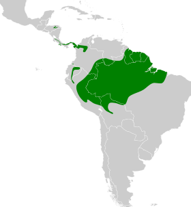 Distribución geográfica del trepatroncos colilargo (incluyendo los grupos typica y pallida).