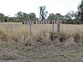 Dingo Barrier fence, near Bell, Queensland. 2018