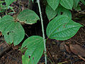 Dioscorea hispida