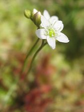 モウセンゴケの花