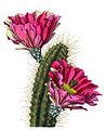 Echinocereus fendleri