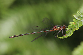 Immature male