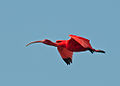 Ibis rojo