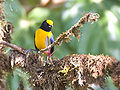 Euphonia xanthogaster