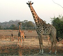 photo of a giraffe mother and calf