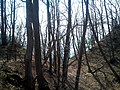 Graben im Osten der Ruine