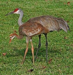 Hietakurki (Grus canadensis pratensis) edessä nuori, takana vanha yksilö.