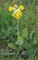 Primula veris