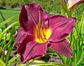 Hemerocallis 'Strutter's Ball'