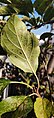 Insectes sur une feuille