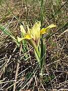 Iris arenaria