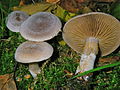 Cortinarius hemitrichus