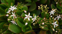 Crassula ovata, meglio nota come albero di giada.