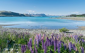 Image illustrative de l’article Lac Tekapo