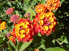 Lantana camara