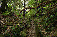 Chemin forestier encaissé formant une tranchée.