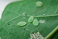 Larvae in a research facility, Washington, DC