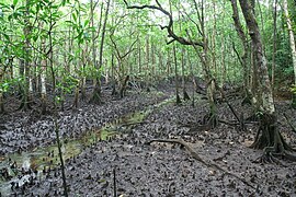 Manglar swampland en Cape Tribulation.