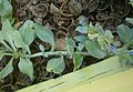 Mertensia maritima leaf