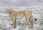 American cheetah restoration