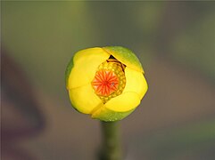 Nuphar pumilum na China.