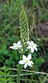 Nyúlánk sárma (Ornithogalum pyramidale)