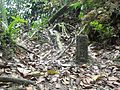 Border stone in Mount Nuang hiking track. Marks the boundary between Selangor and Pahang, Malaysia.