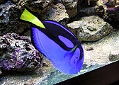 Regal tang, Paracanthurus hepatus in an aquarium